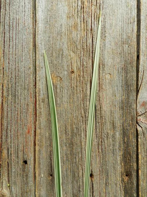 LILY GRASS  VARIGATED GREENS